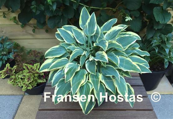 Hosta Con Te Partiro